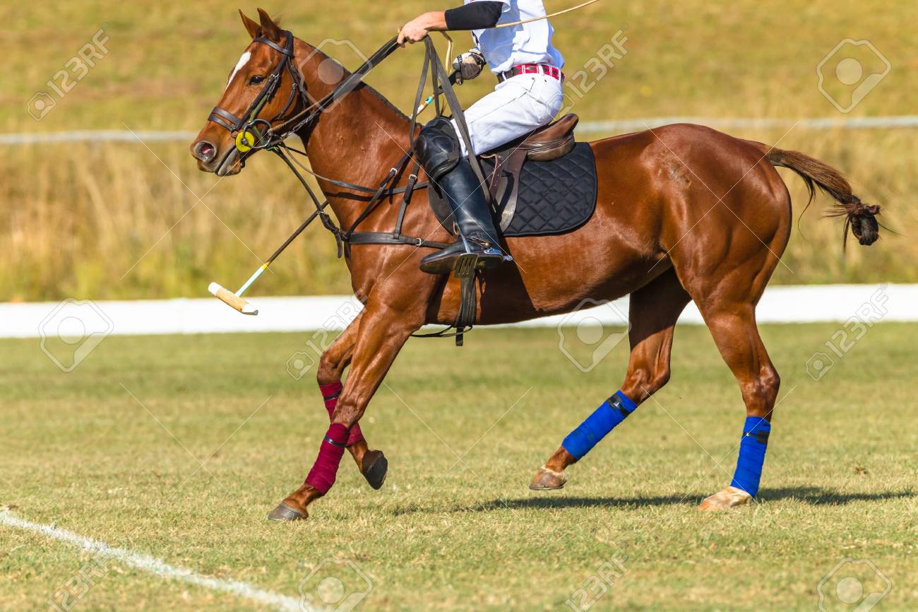 equestrian polo