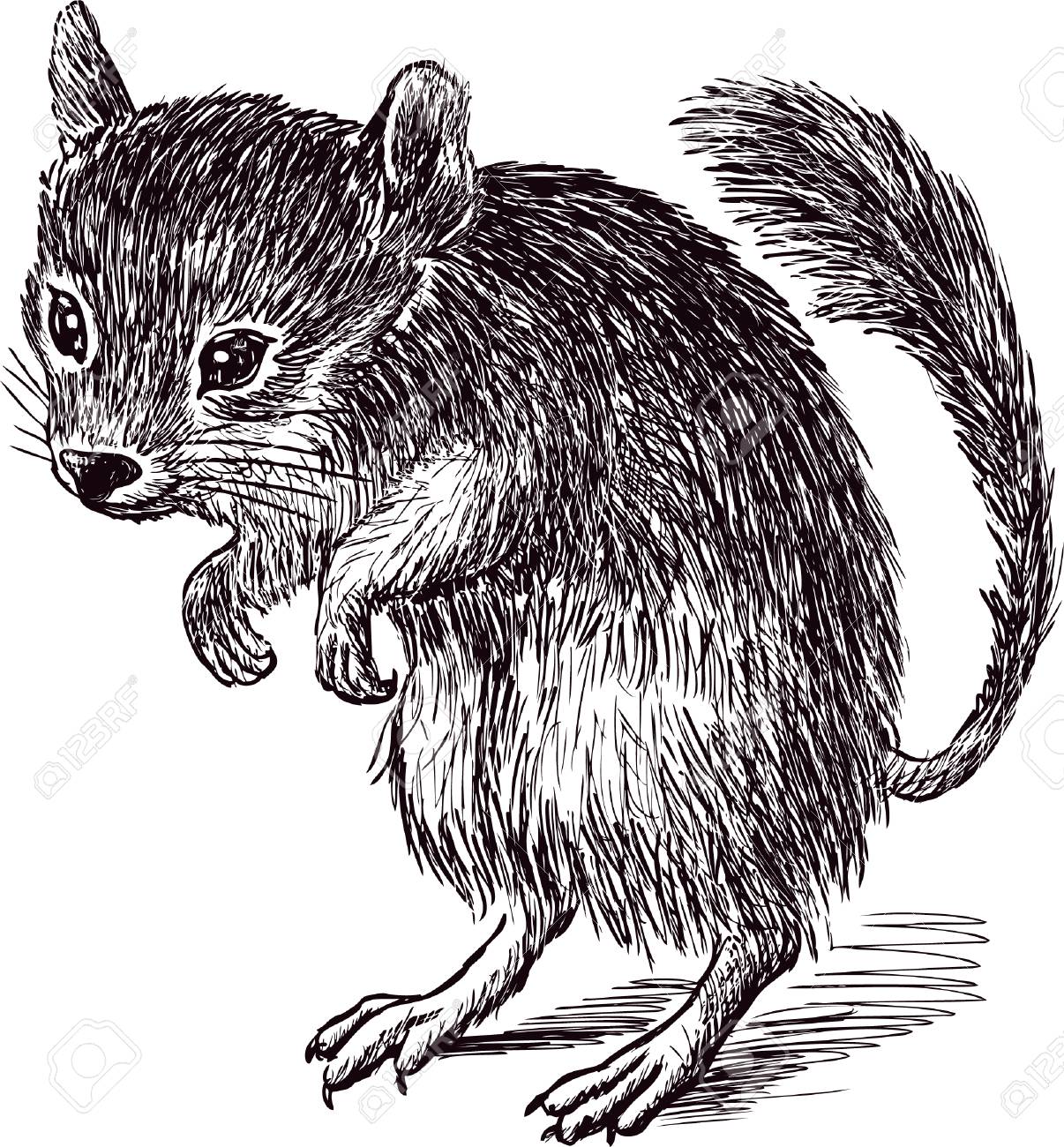 Dessin A La Main D Une Gerboise Egyptienne Clip Art Libres De Droits Vecteurs Et Illustration Image Dessin A La Main D Une Gerboise Egyptienne Clip Art Libres De Droits Vecteurs Et Illustration Image