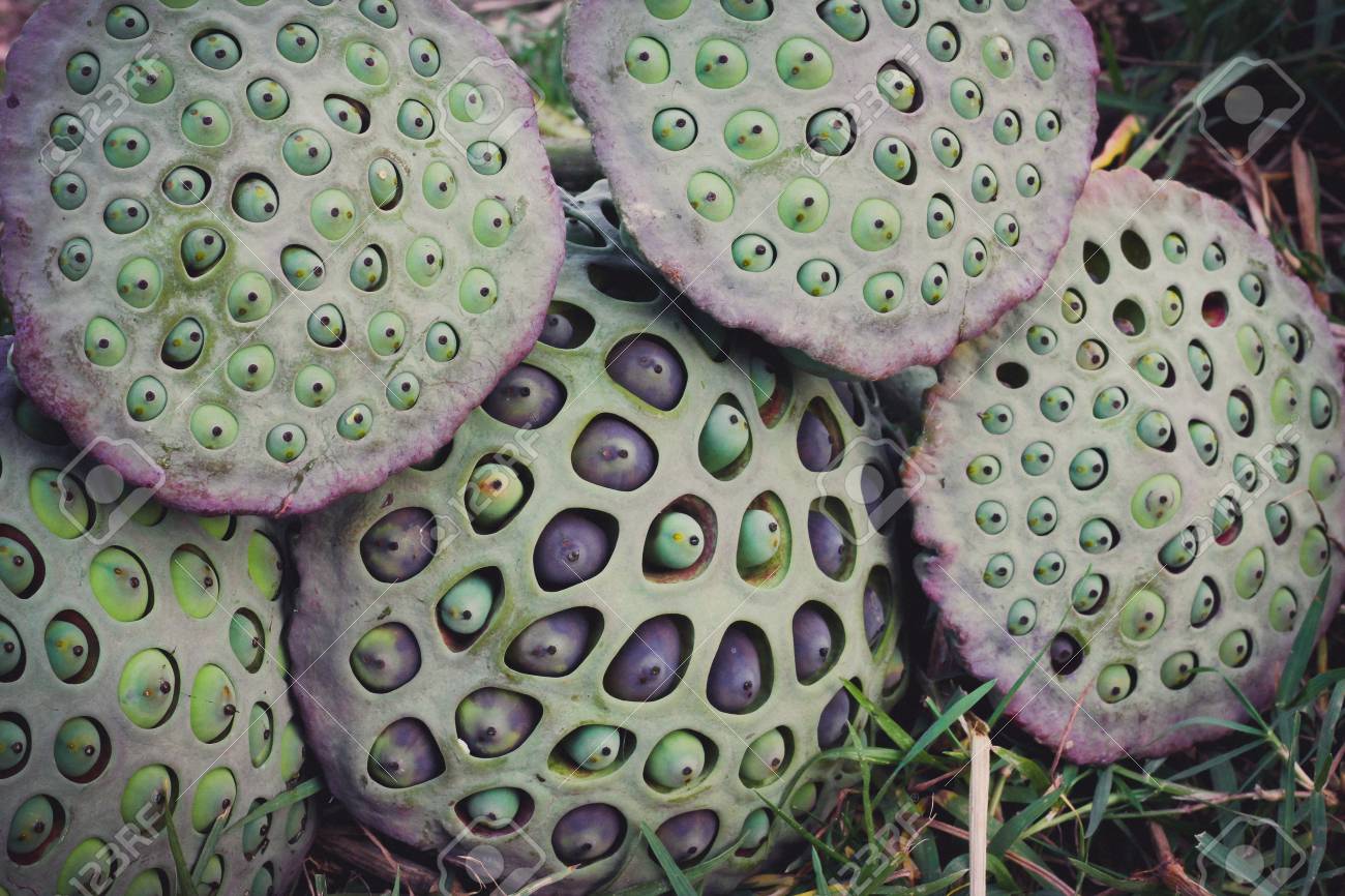 ハスの種 の写真素材 画像素材 Image