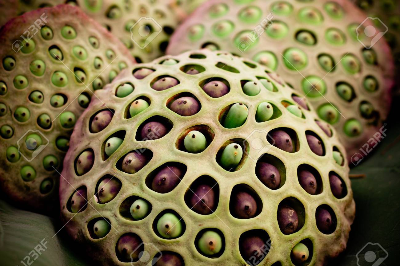 ハスの種 の写真素材 画像素材 Image
