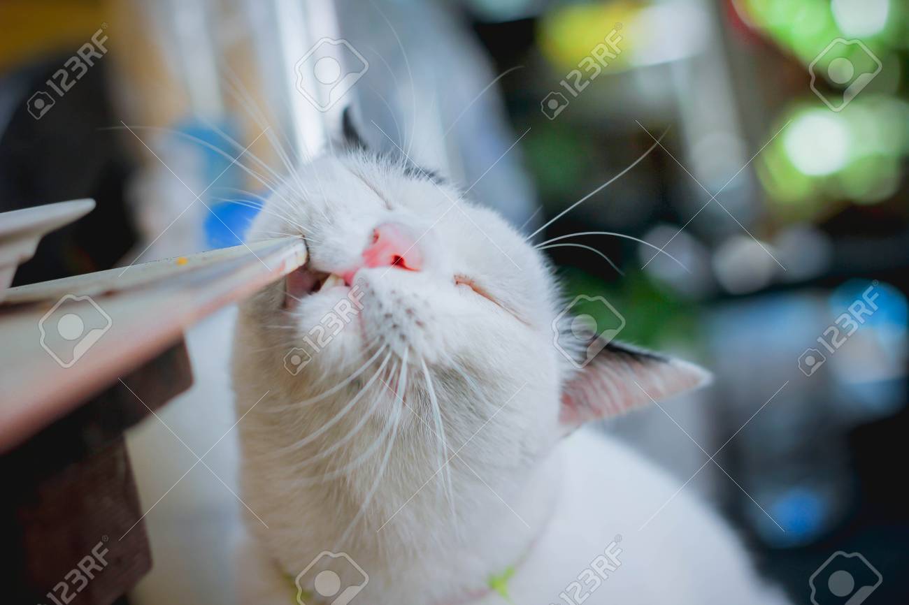 Hd限定 猫 かわいい 子猫 ガルカヨメ