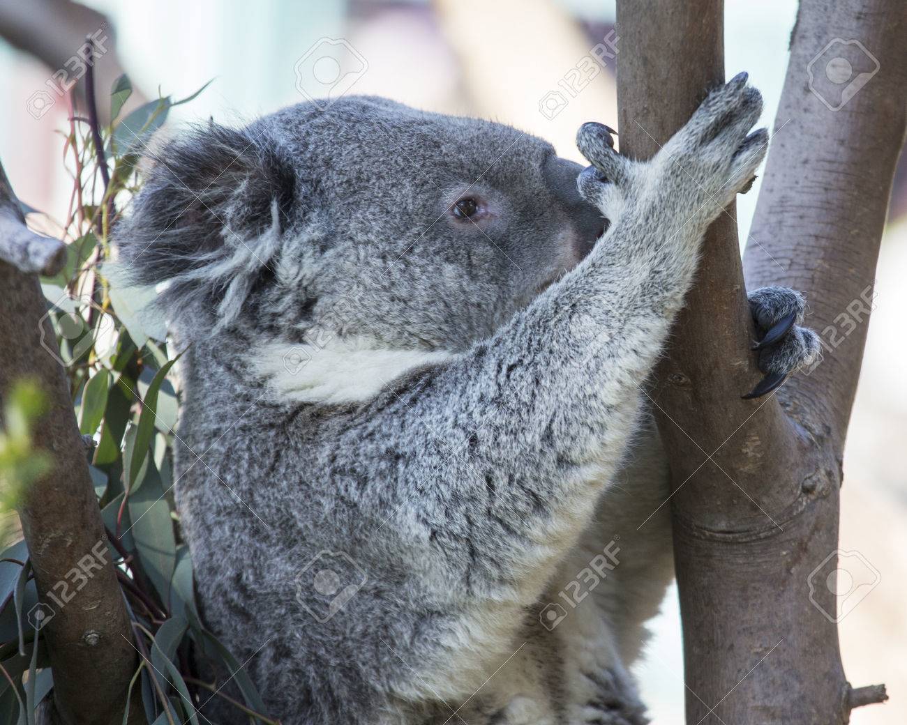 Koala Bear Climbing Tree Side View Stock Photo Picture And