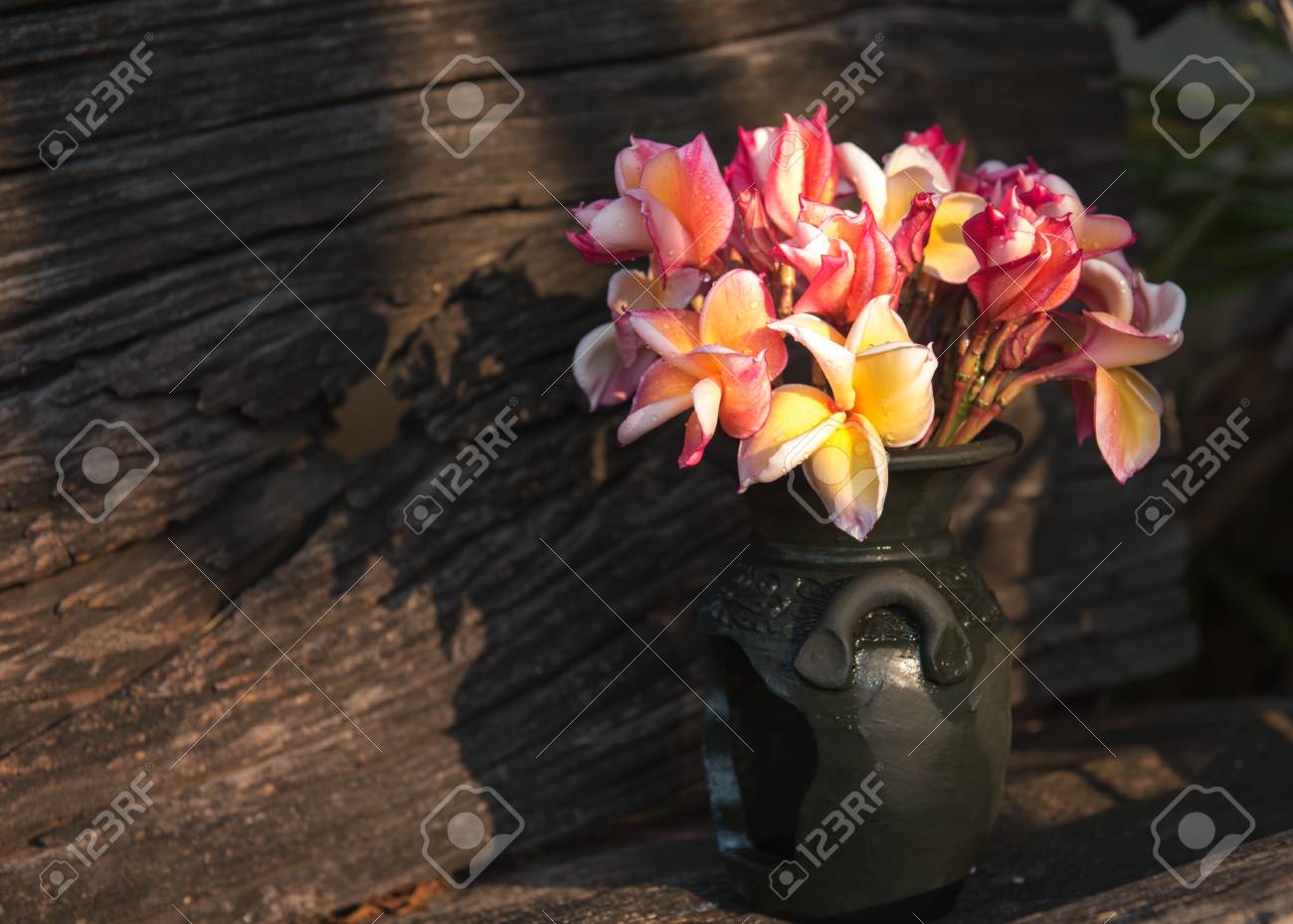花瓶 ソフト フォーカスにプルメリアの花 の写真素材 画像素材 Image