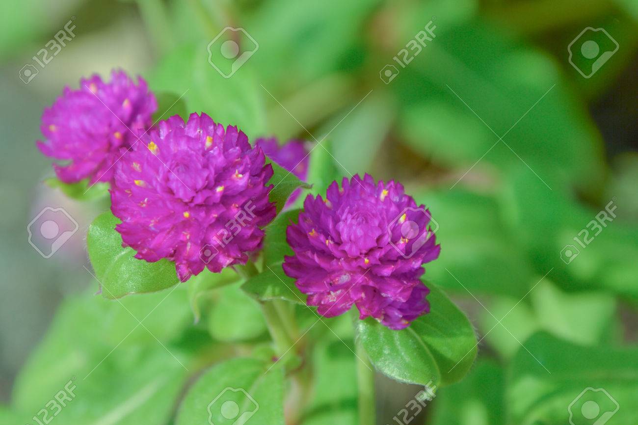 アマランスは 二年生植物属アマランサスの花の白 ピンク 紫 赤 紫 ブラジル パナマへのネイティブされ 名前のグアテマラは 3ヶ月とカンクンが説得力のある点滅だけ別のネイティブ花ルアー の写真素材 画像素材 Image