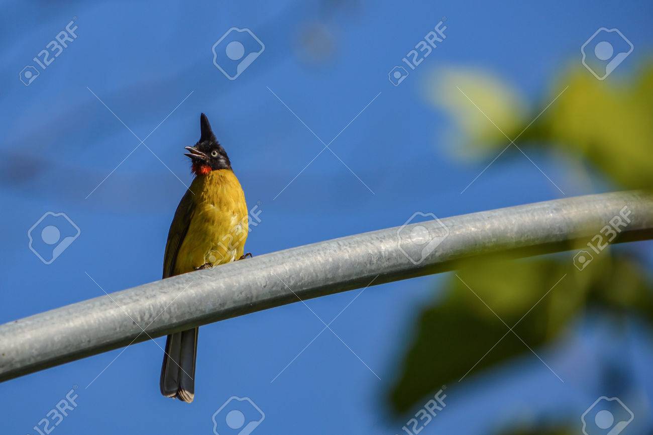 Les Oiseaux Sont De Petite Taille 19 Cm Avec Une Crête De Longues Plumes Noires Autour De La Tête Et Du Cou Noir Certaines Sous Espèces Telles Que