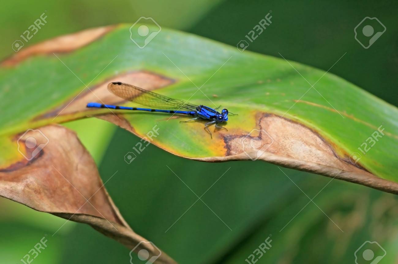 青いトンボ 緑の葉 ニカラグア中央アメリカのいととんぼ Argia Extranea の写真素材 画像素材 Image 0240 青いトンボ 緑の葉 ニカラグア中央アメリカのいととんぼ Argia Extranea の写真素材 画像素材 Image 0240