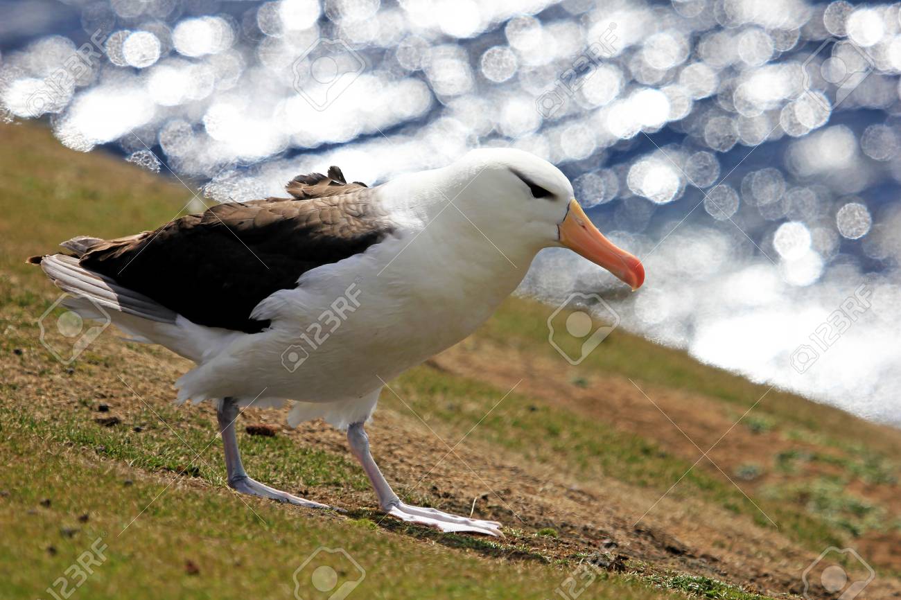 Albatros à Sourcils Noirs Thalassarche Melanophris îles Falkland Islas Mavinas Banque D Images Et Photos Libres De Droits Image 85897947