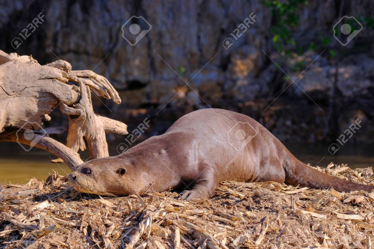Giant Otter Or Giant River Otter Pteronura Brasiliensis Lying Stock Photo Picture And Royalty Free Image Image