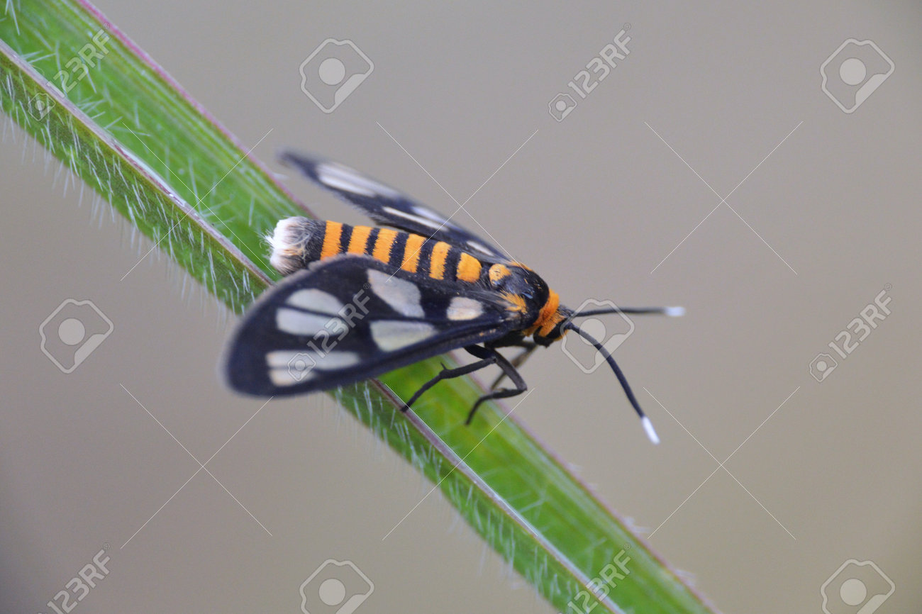 etiam-dictum-ipsum-a-felis