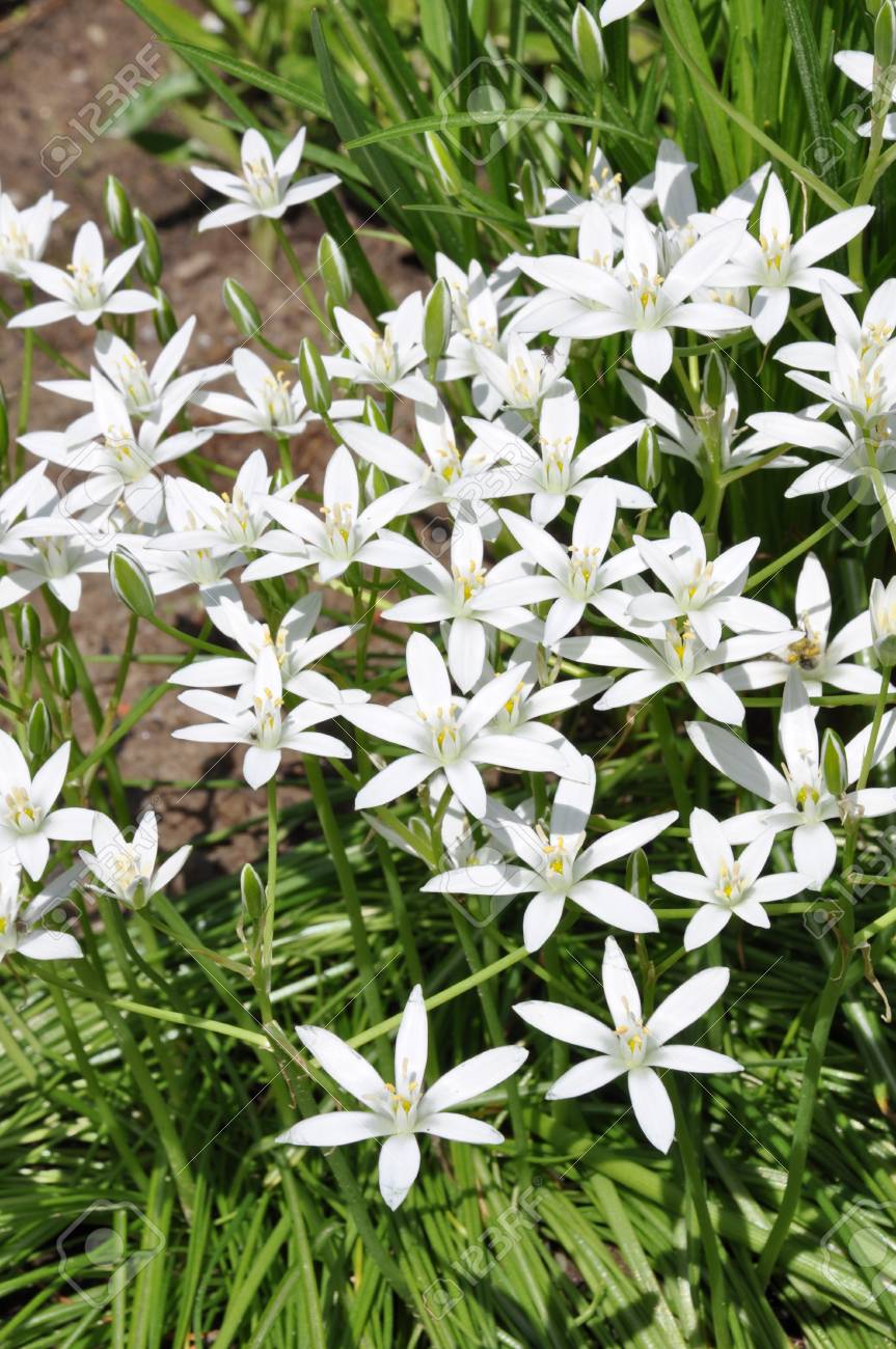 Weiße Blumen Im Garten Im Frühling Lizenzfreie Fotos, Bilder und Stock  Fotografie. Image 28506458.