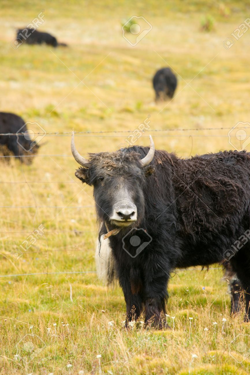 grassland with black yark stock photo picture and royalty free