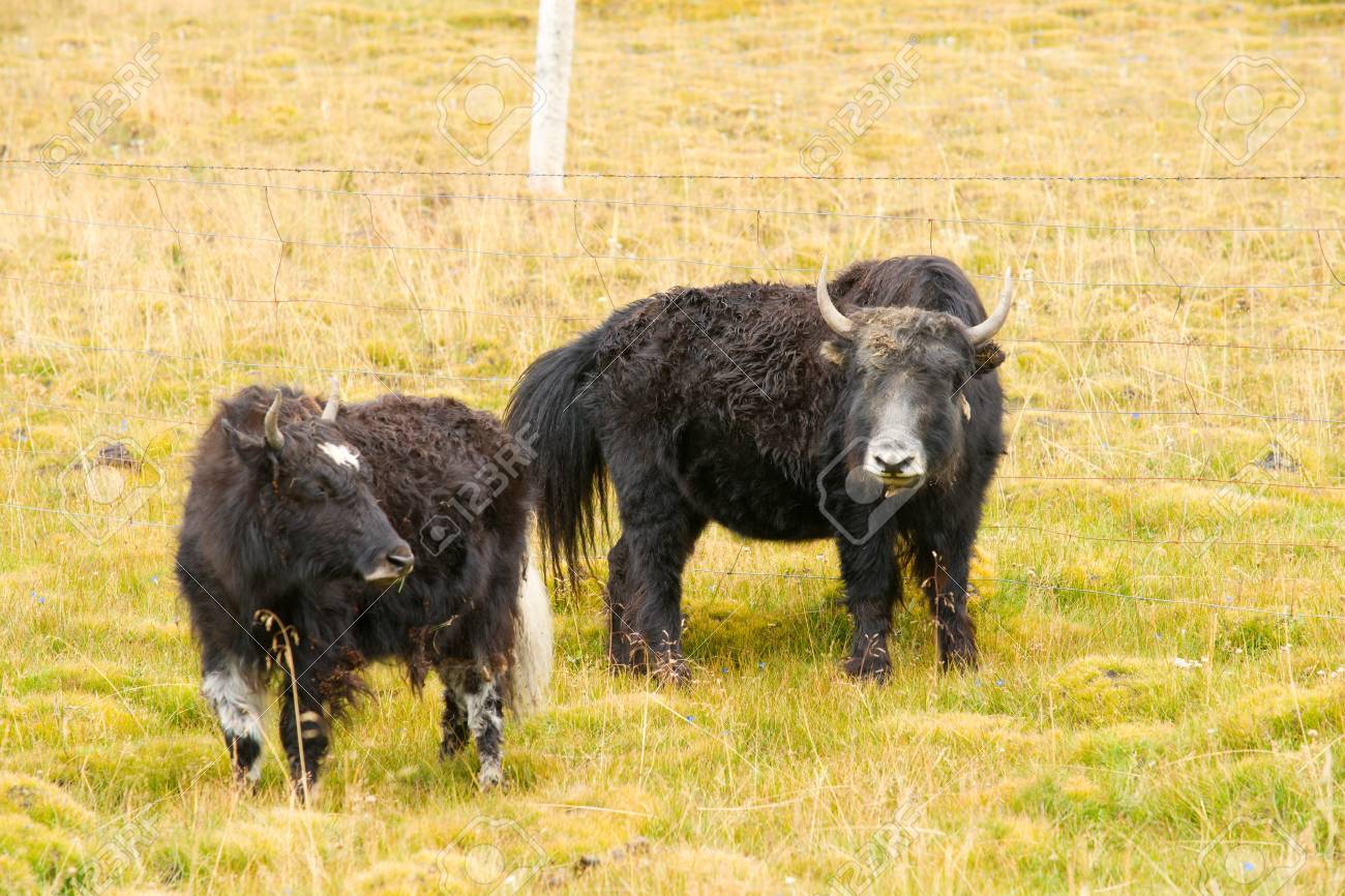 grassland with black yark stock photo picture and royalty free