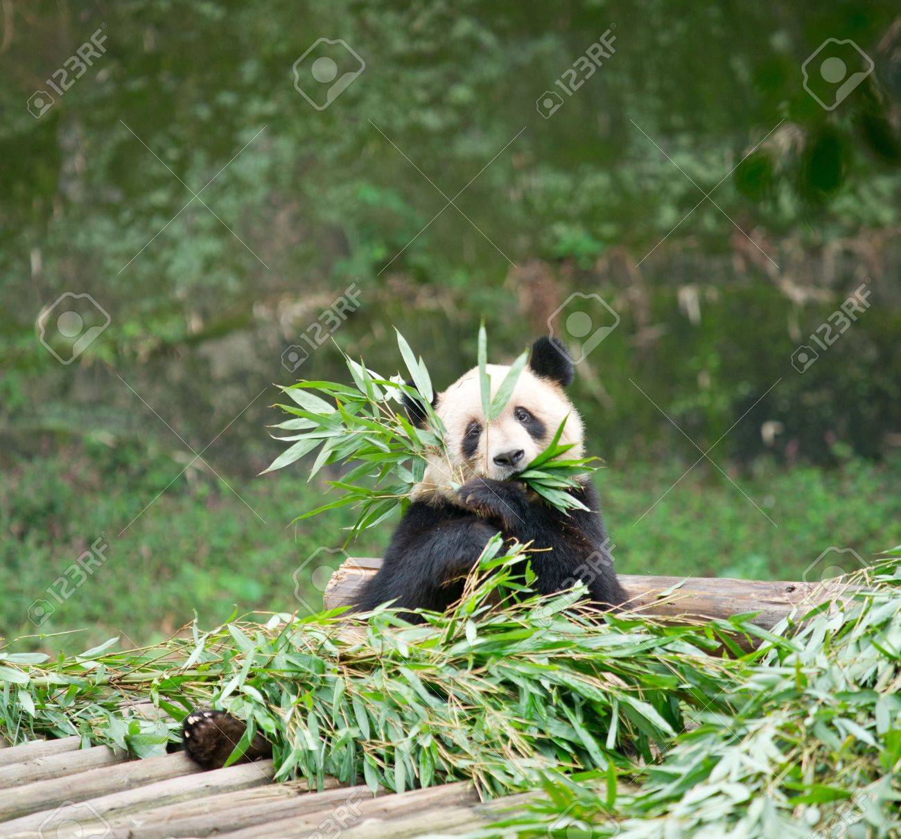 Grosser Panda Essen Bambus Lizenzfreie Fotos Bilder Und Stock Fotografie Image 12066144
