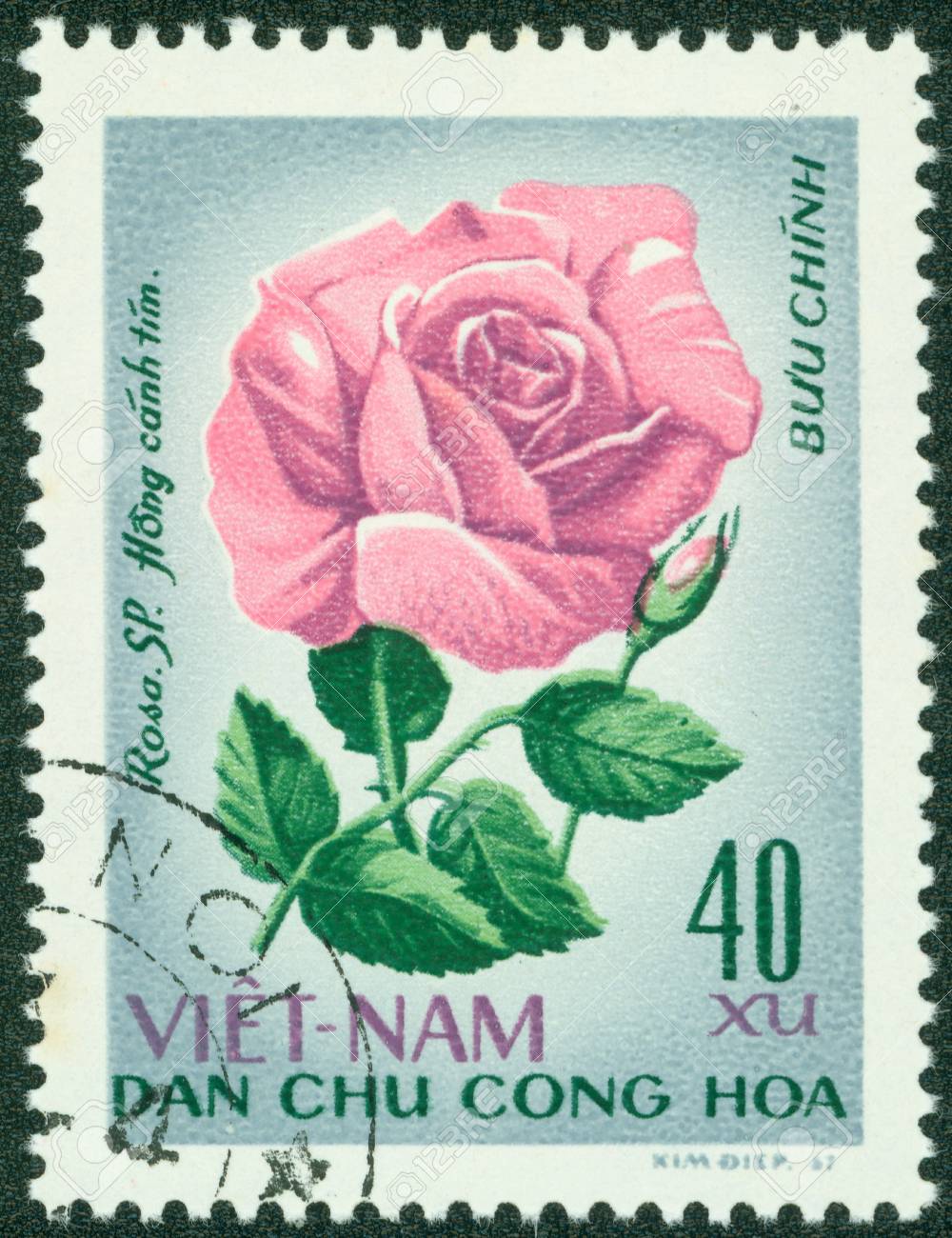 ベトナム ショー ライラック ローズ バラ 1967 年に専念してシリーズで印刷された 1967 A スタンプ年頃ベトナム の写真素材 画像素材 Image