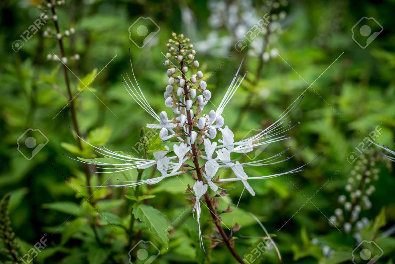 猫のひげの植物の花 の写真素材 画像素材 Image