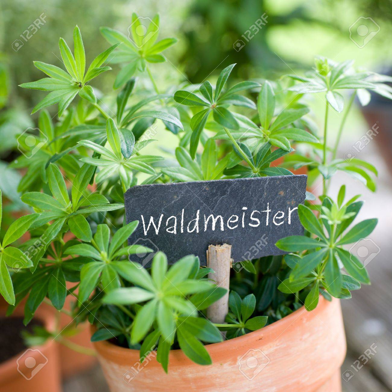 Waldmeister Stock Photo Picture And Royalty Free Image Image 13983908