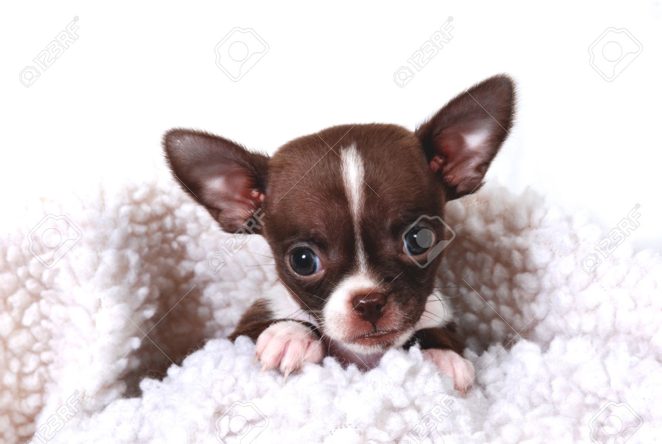 chihuahua puppy smooth coat