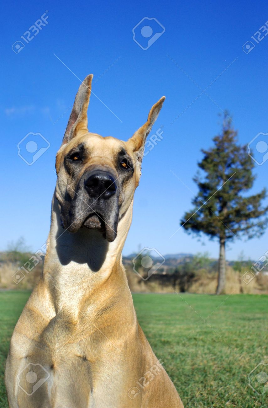 Fawn Great Dane Uncropped Great Dane Uncropped Ears Machne