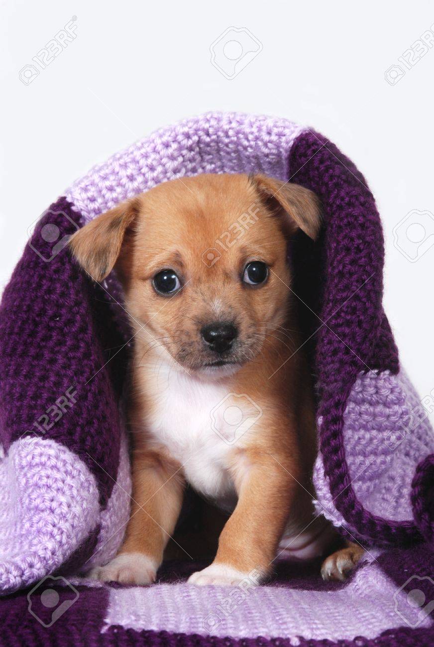 chihuahua in a blanket