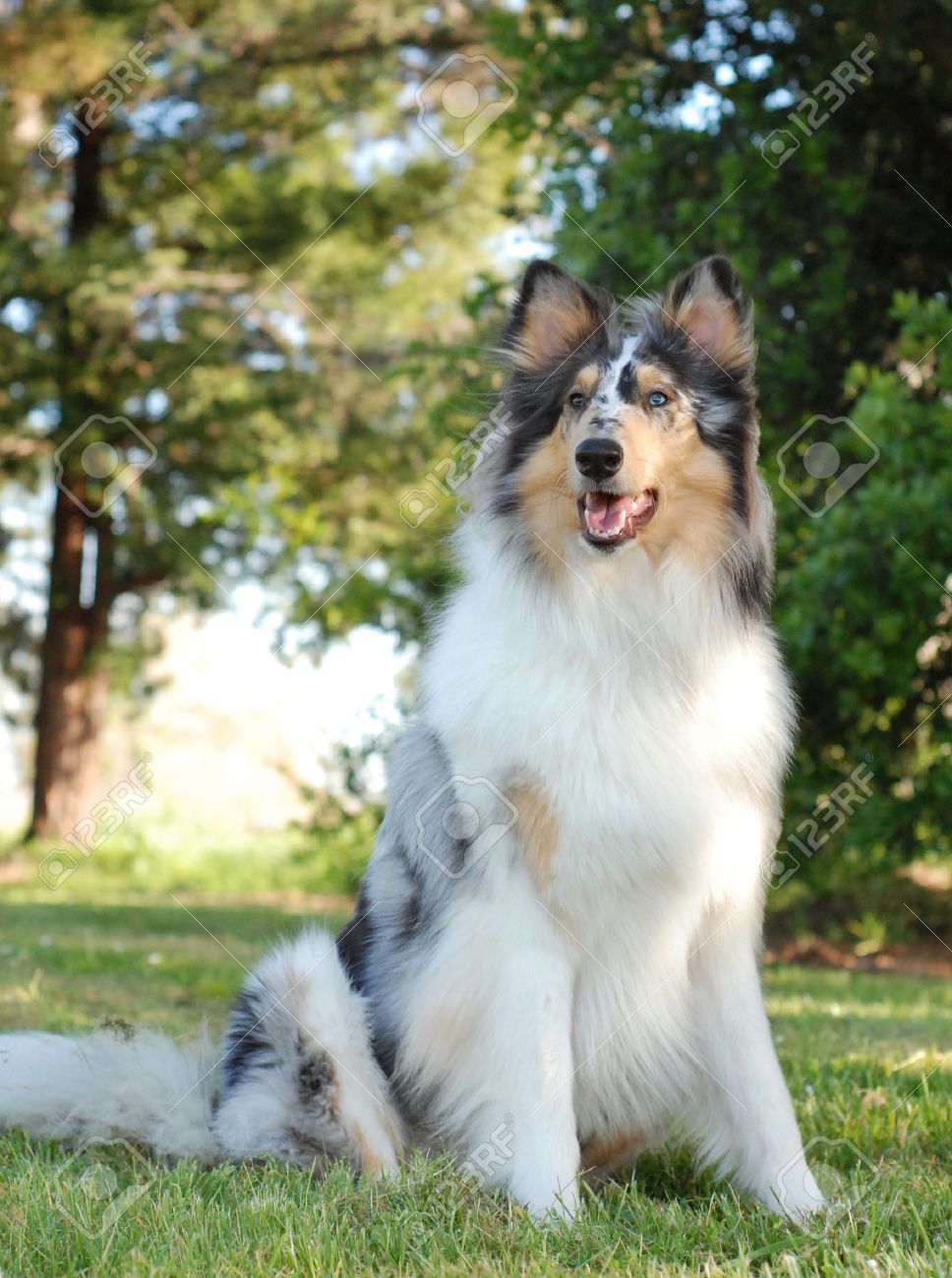 rough collie blue