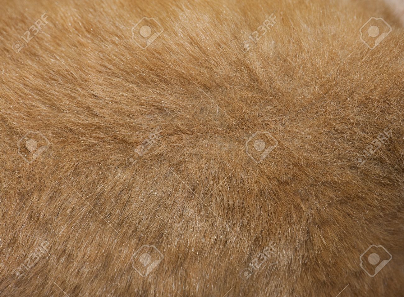 動物の着色された毛皮テクスチャのクローズ アップ の写真素材 画像素材 Image