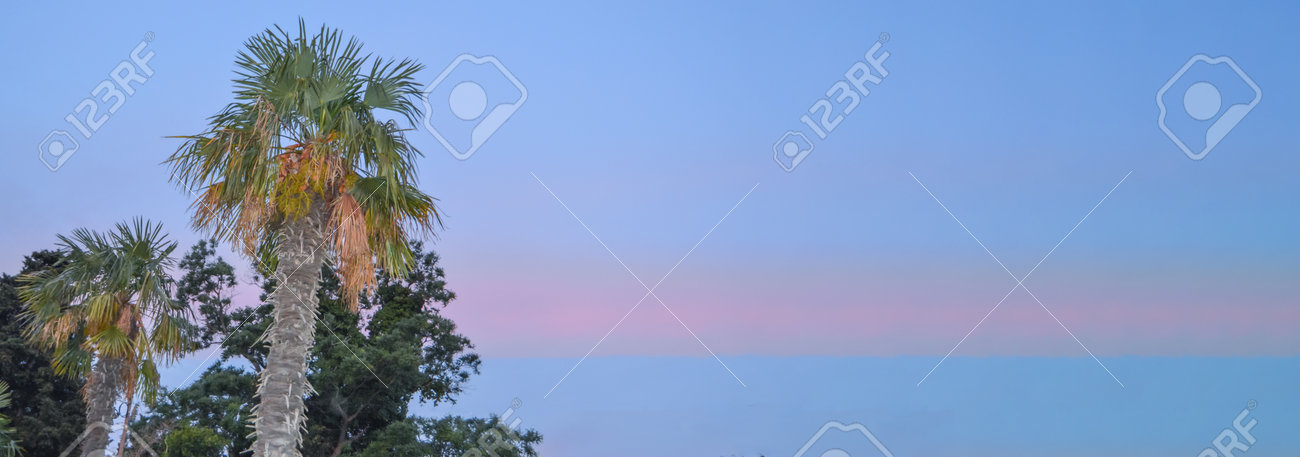 Tropical landscape banner background. Coconut palm against THE BACKGROUND of the SUNSET LILAC SKY, a copy of the space. - 168985176 Tropical landscape banner background. Coconut palm against THE BACKGROUND of the SUNSET LILAC SKY, a copy of the space. - 168985176