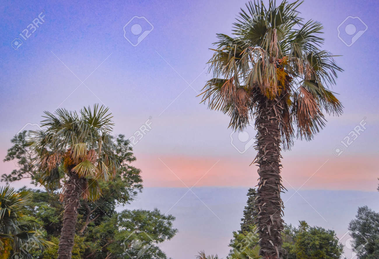 Tropical landscape banner background. Coconut palm against THE BACKGROUND of the SUNSET LILAC SKY, a copy of the space. - 168985180 Tropical landscape banner background. Coconut palm against THE BACKGROUND of the SUNSET LILAC SKY, a copy of the space. - 168985180