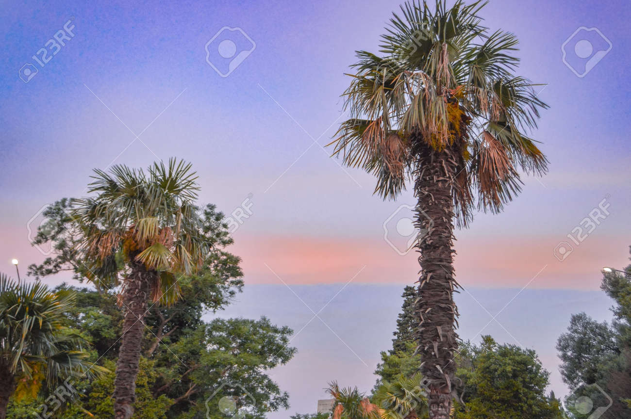 Tropical landscape banner background. Coconut palm against THE BACKGROUND of the SUNSET LILAC SKY, a copy of the space. - 168985181 Tropical landscape banner background. Coconut palm against THE BACKGROUND of the SUNSET LILAC SKY, a copy of the space. - 168985181