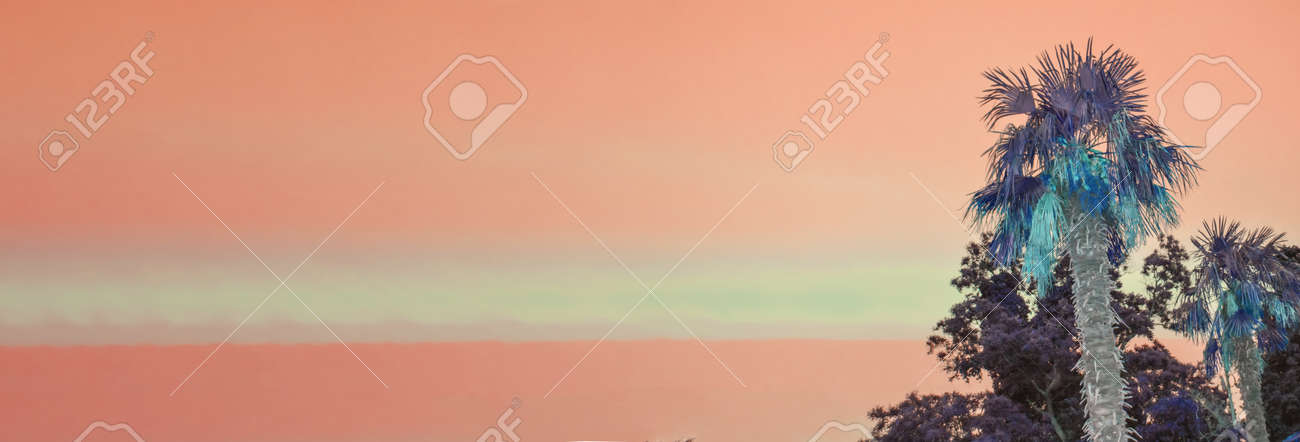 Tropical landscape banner background. Coconut palm tree against the BACKGROUND of the SUNSET orange SKY, a copy of the space - 169661600 Tropical landscape banner background. Coconut palm tree against the BACKGROUND of the SUNSET orange SKY, a copy of the space - 169661600