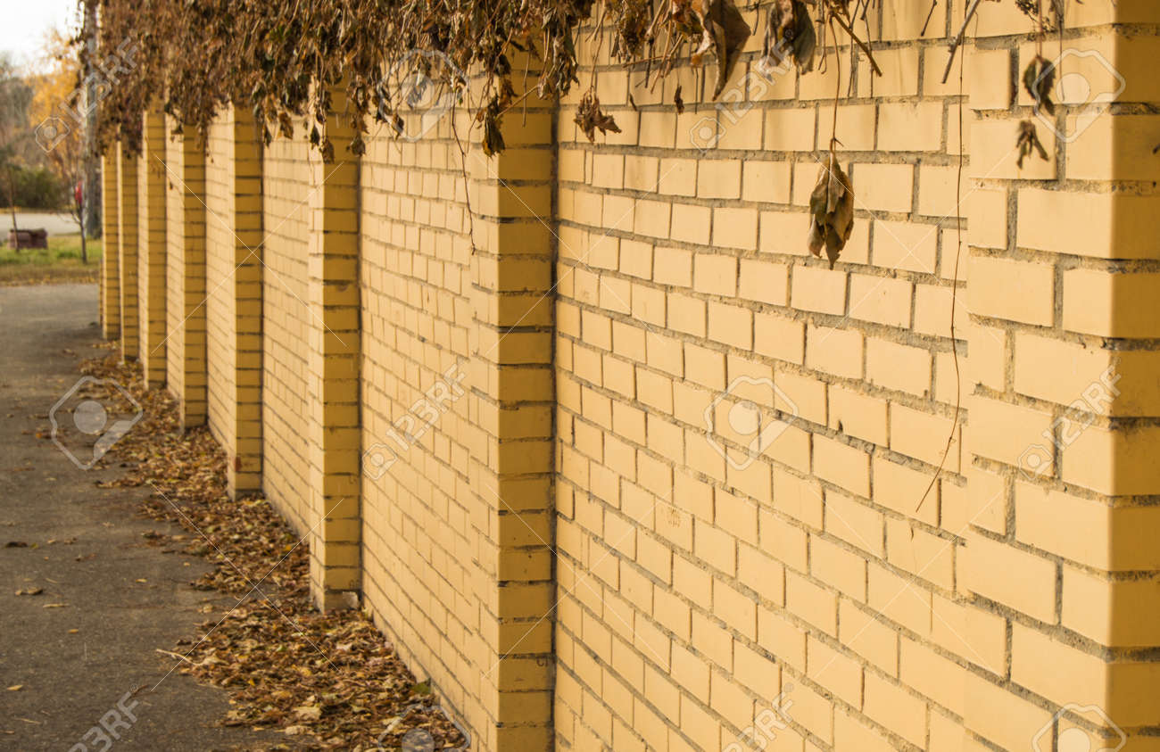 The YELLOW brick fence wall, overgrown with dry plant branches and grass on autumn street, in the open - 169661601 The YELLOW brick fence wall, overgrown with dry plant branches and grass on autumn street, in the open - 169661601