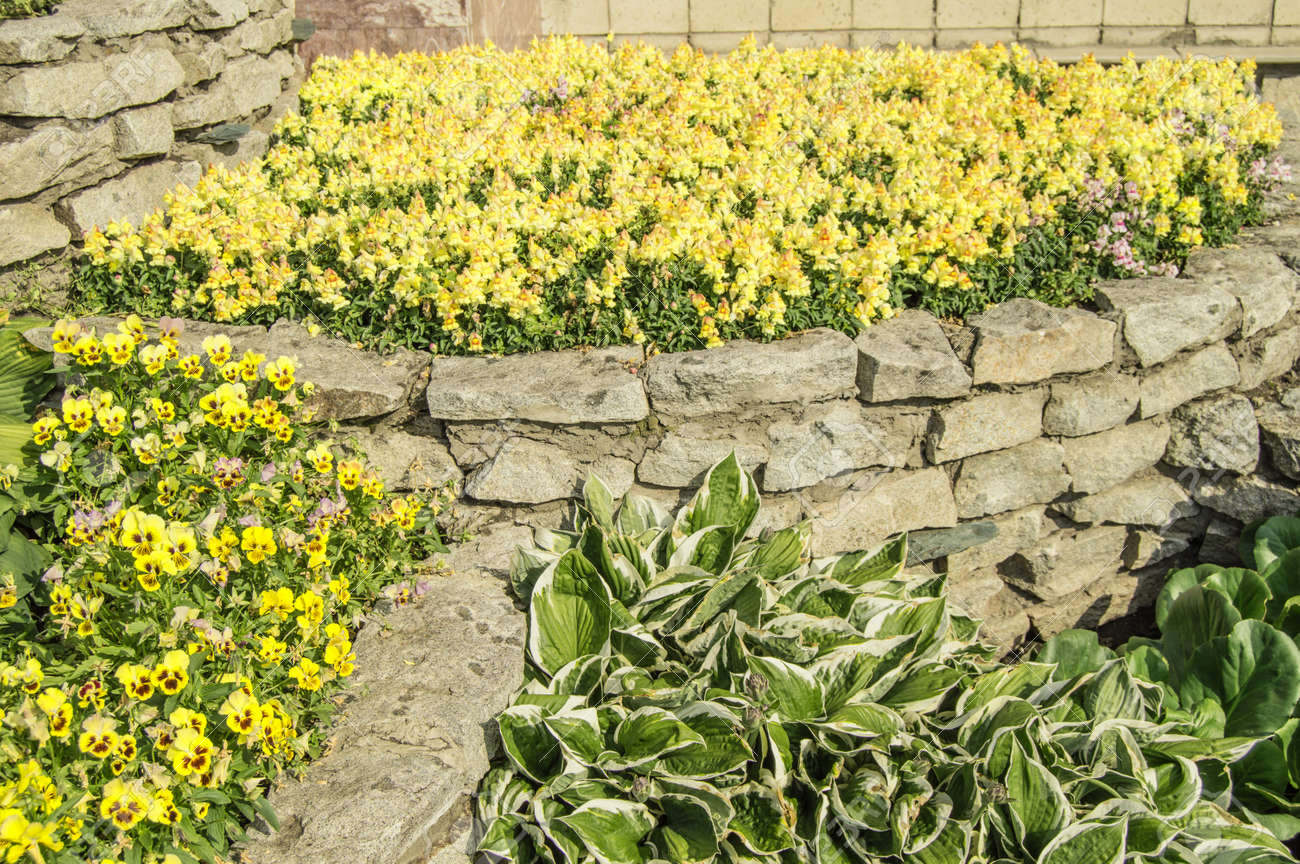 Yellow mattiola and pansies, hosta, in a flower bed, in an open garden with grass on a sunny summer day - 169661615 Yellow mattiola and pansies, hosta, in a flower bed, in an open garden with grass on a sunny summer day - 169661615