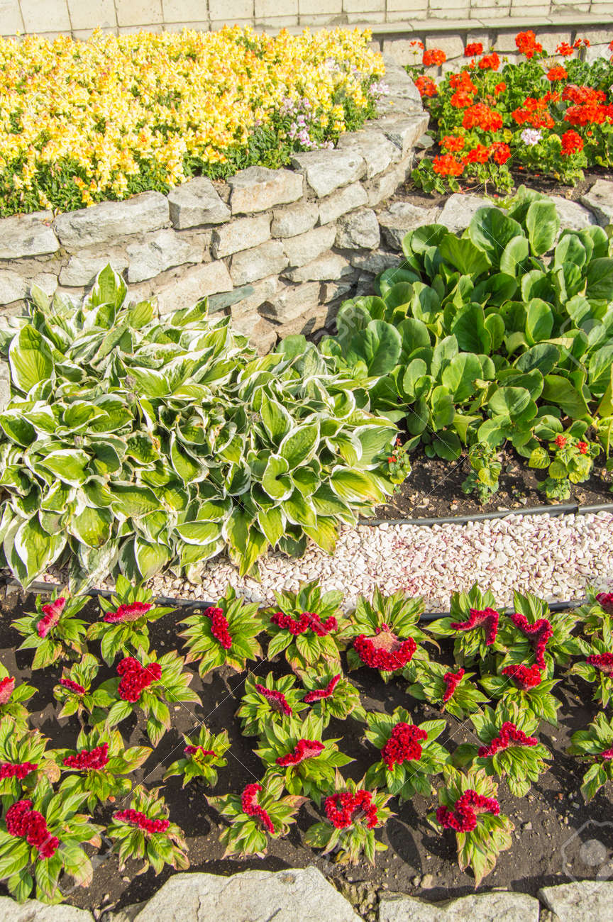Vertical photo, hosta, red Turkish carnation, yellow levkoi and red geranium on a flower bed, in an open garden with grass on a sunny summer day - 169661616 Vertical photo, hosta, red Turkish carnation, yellow levkoi and red geranium on a flower bed, in an open garden with grass on a sunny summer day - 169661616
