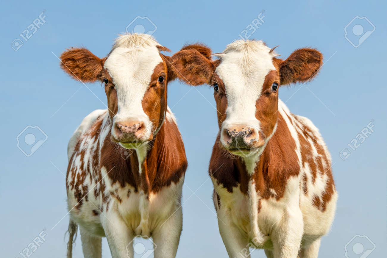 Cute cow calves tender love portrait of two cows, lovingly together, with dreamy eyes, red and white with pale blue sky background - 169229817 Cute cow calves tender love portrait of two cows, lovingly together, with dreamy eyes, red and white with pale blue sky background - 169229817