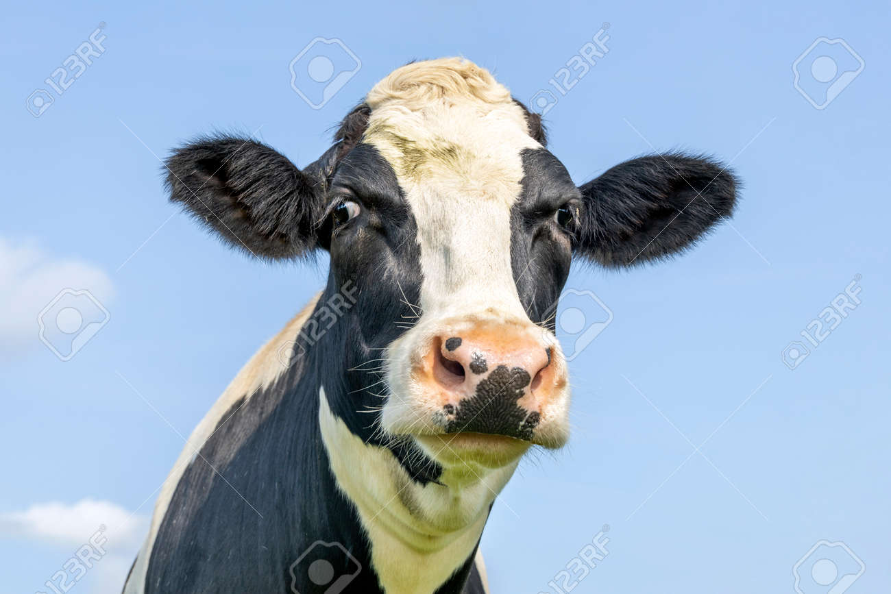 Silly funny cow head, squinted friendly looking, black and white, pink nose and in front of a blue sky. - 169229819 Silly funny cow head, squinted friendly looking, black and white, pink nose and in front of a blue sky. - 169229819