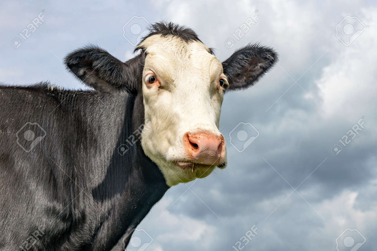 Silly cow head of a black and white montbeliarde, sheepish gaze, standing under a blue sky with clouds, medium shot of the face, gentle look and pink nose - 169229824 Silly cow head of a black and white montbeliarde, sheepish gaze, standing under a blue sky with clouds, medium shot of the face, gentle look and pink nose - 169229824
