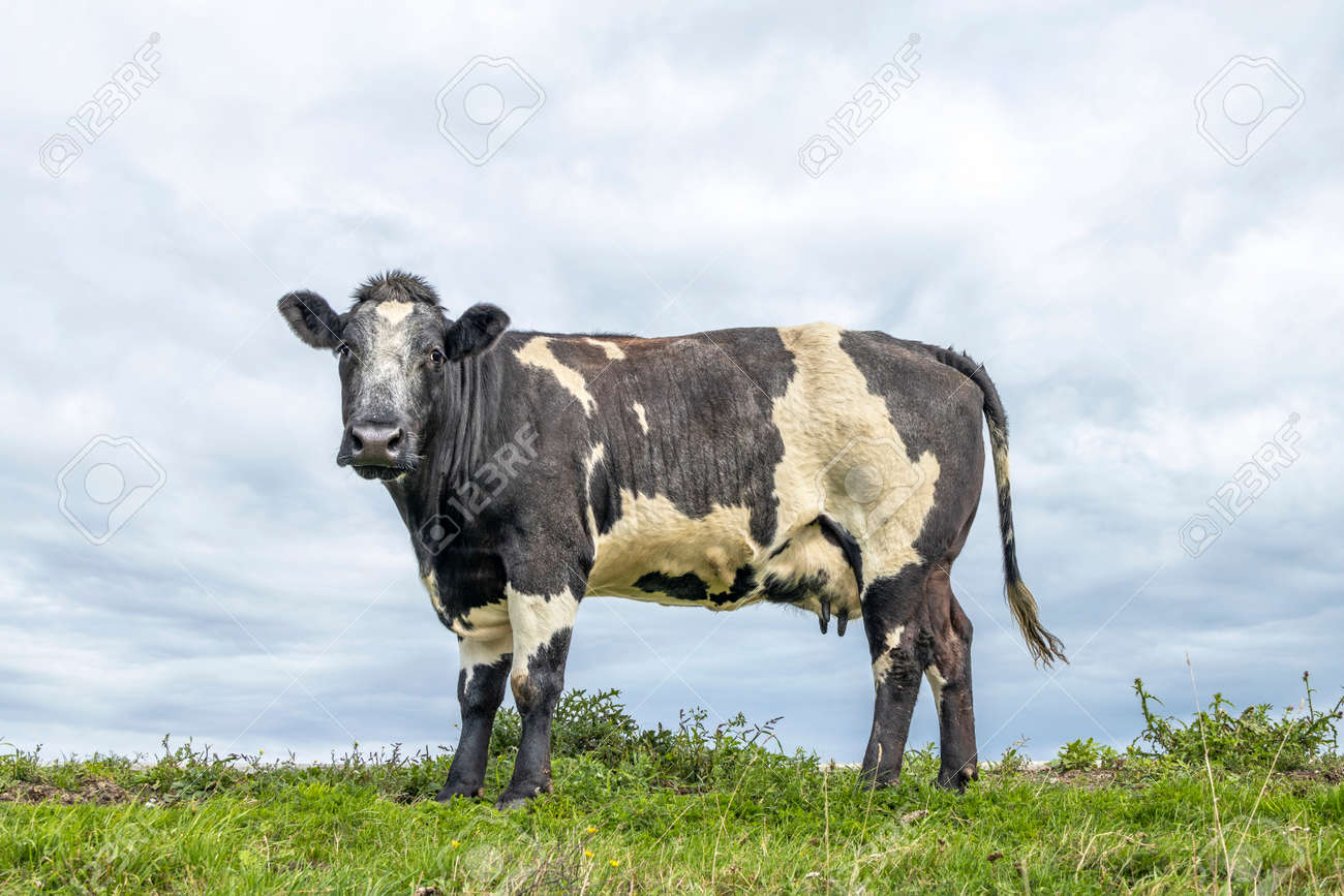 Cow dual purpose, dairy and beef in the Netherlands, standing on green grass in a meadow, pasture, at the background a blue sky. - 169229827 Cow dual purpose, dairy and beef in the Netherlands, standing on green grass in a meadow, pasture, at the background a blue sky. - 169229827