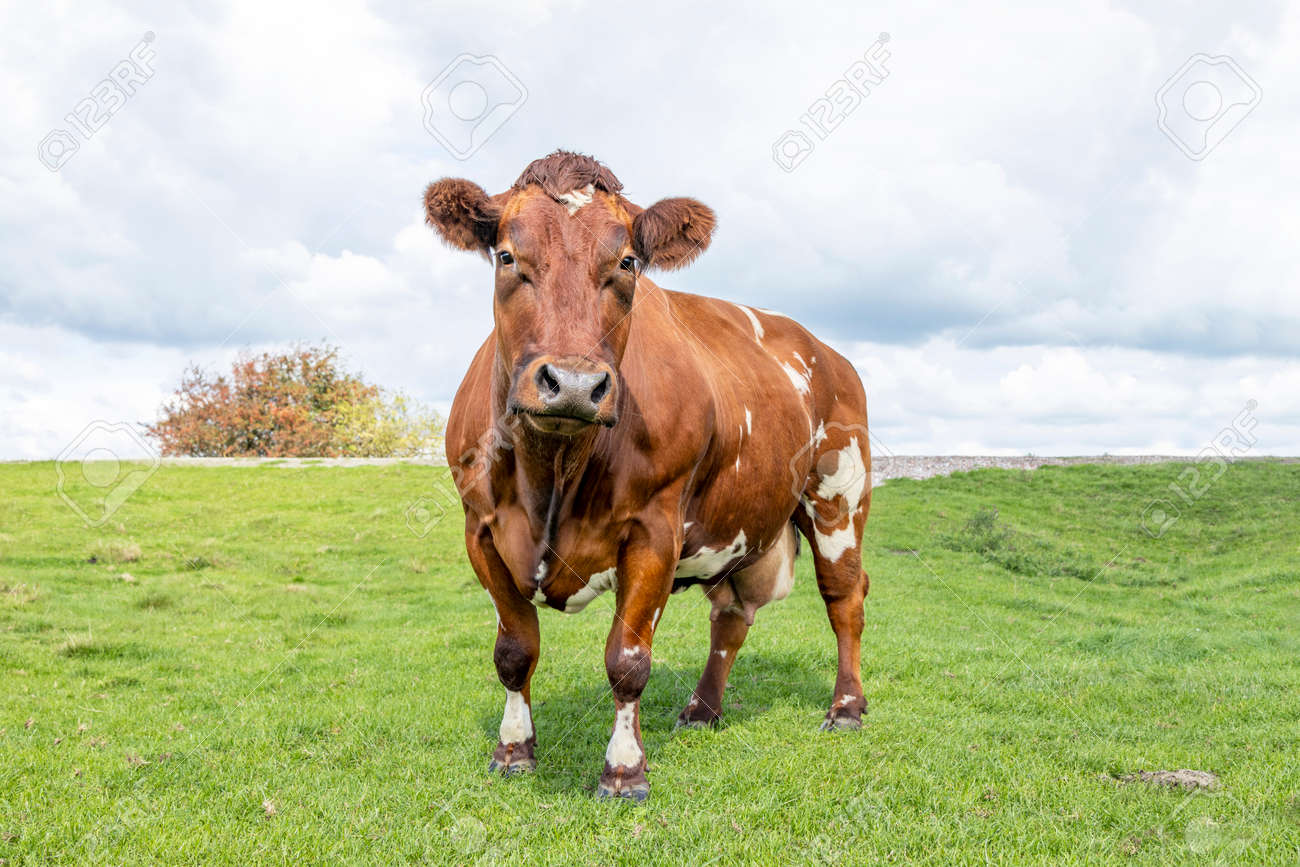 Cow dual purpose, brown and white, tough and muscles, standing in front on a green meadow fully in focus, blue sky, green grass - 169229832 Cow dual purpose, brown and white, tough and muscles, standing in front on a green meadow fully in focus, blue sky, green grass - 169229832