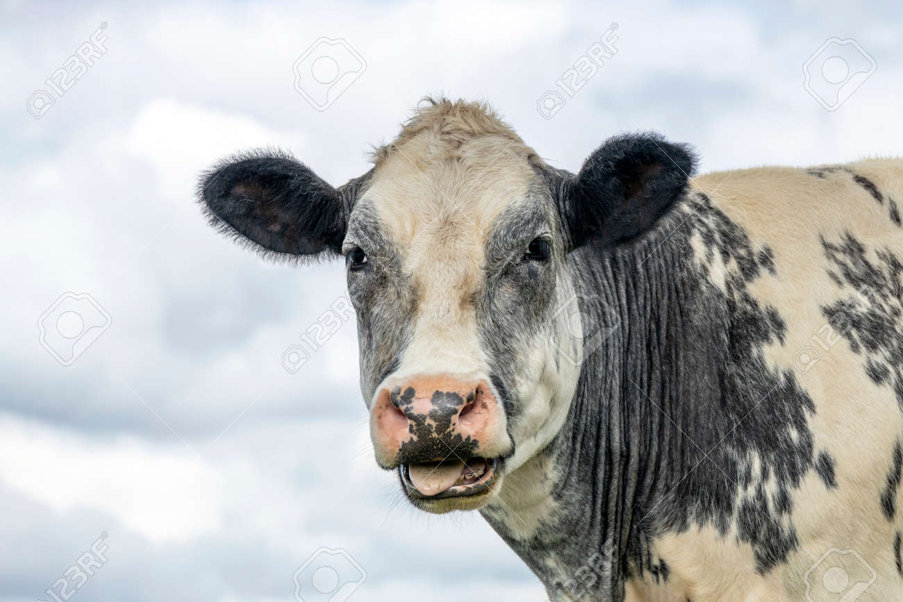 Cute cow licking her lips with her tongue far out and a cloudy sky background - 169229835 Cute cow licking her lips with her tongue far out and a cloudy sky background - 169229835