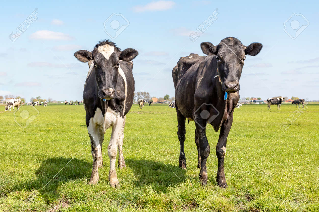 Two young cows, standing in a pasture under a blue sky and a faraway straight horizon. - 169229838 Two young cows, standing in a pasture under a blue sky and a faraway straight horizon. - 169229838