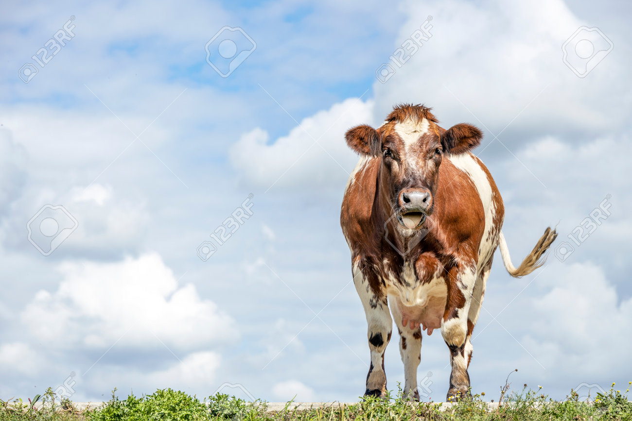 Cow dual purpose, dairy and beef in the Netherlands, enthusiast and merry swinging tail, standing on green grass at the background a blue sky. - 169229845 Cow dual purpose, dairy and beef in the Netherlands, enthusiast and merry swinging tail, standing on green grass at the background a blue sky. - 169229845