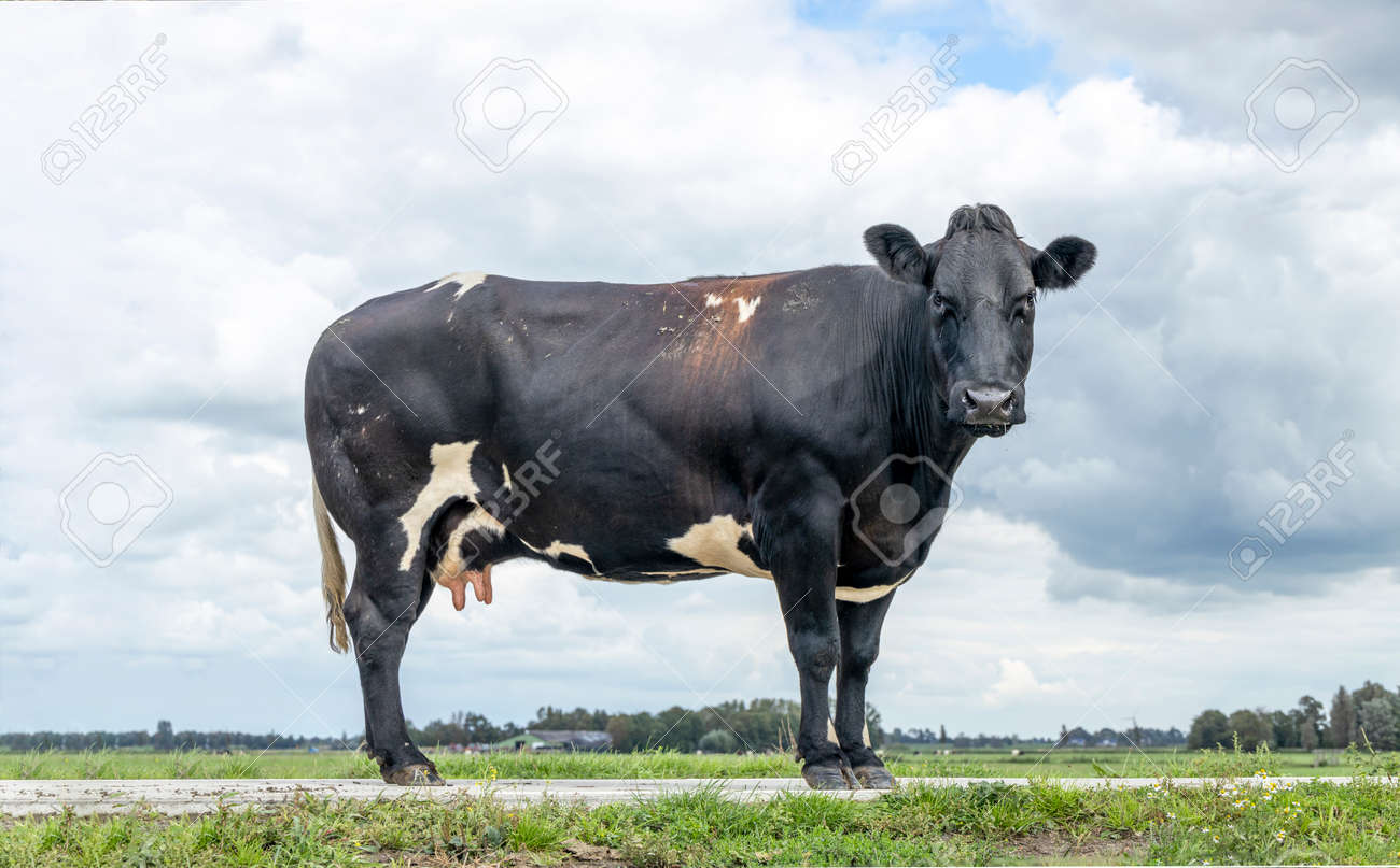 Cow dual purpose, dairy and beef in the Netherlands, standing on green grass on a path in a field, at the background a blue sky. - 169229853 Cow dual purpose, dairy and beef in the Netherlands, standing on green grass on a path in a field, at the background a blue sky. - 169229853