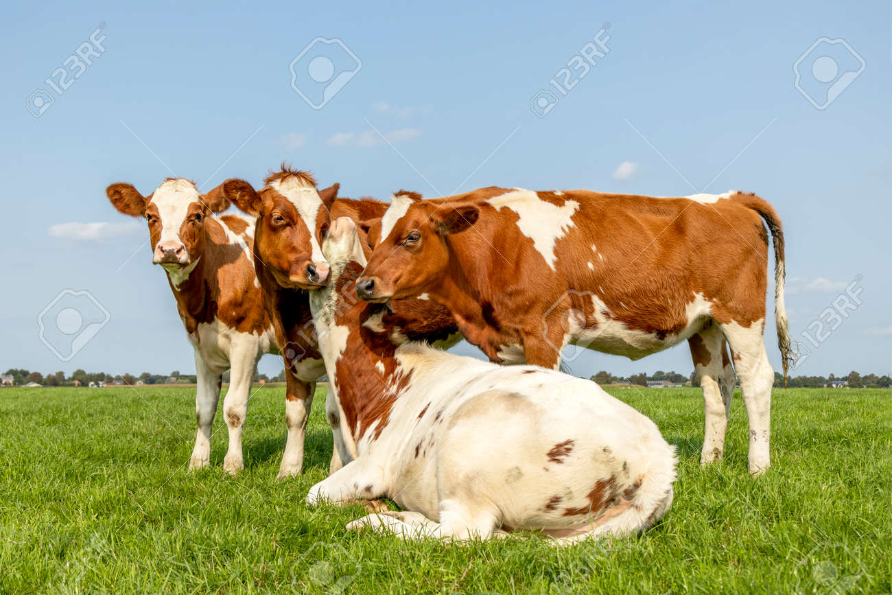 Cow love, four cows, playfully cuddling another young cow lying down in a pasture under a blue sky, best friends forever - 169229855 Cow love, four cows, playfully cuddling another young cow lying down in a pasture under a blue sky, best friends forever - 169229855