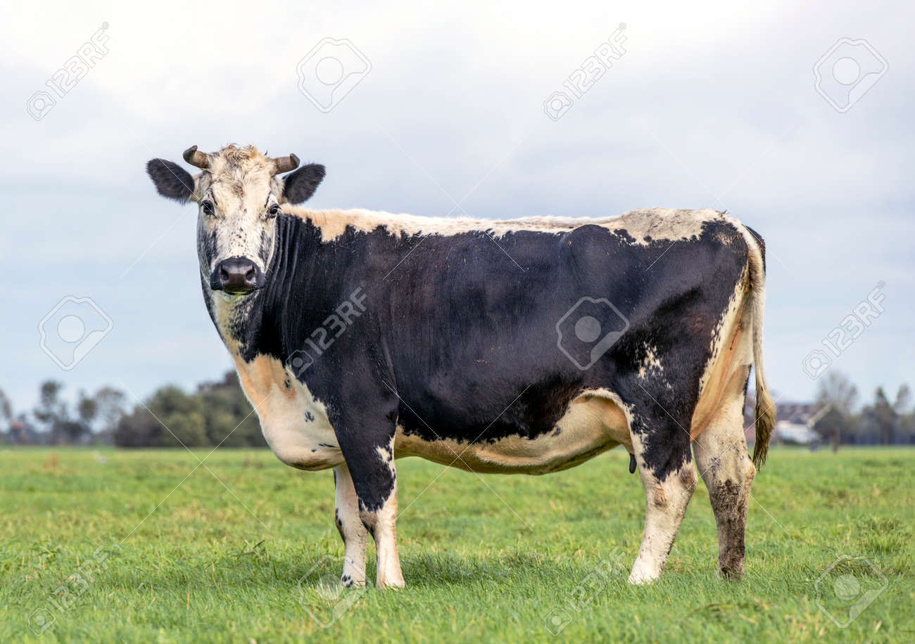 Beautiful cow with dorsal stripe and horns, a black mottled cow, special old breed in Holland, black and white - 169229859 Beautiful cow with dorsal stripe and horns, a black mottled cow, special old breed in Holland, black and white - 169229859