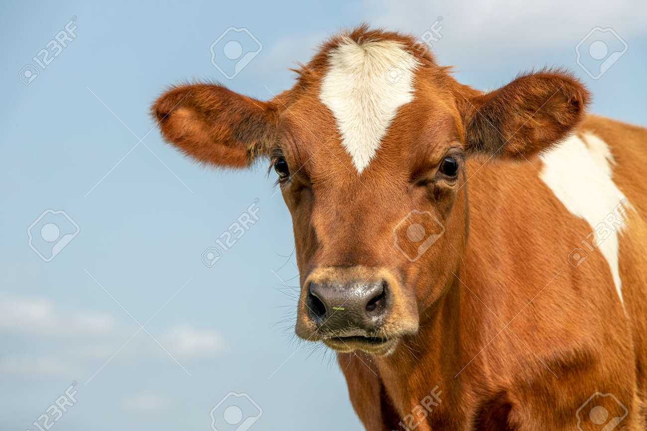 Cute calf head of a red fur with large big eyes and black nose, lovely and innocent on a blue background. - 169229879 Cute calf head of a red fur with large big eyes and black nose, lovely and innocent on a blue background. - 169229879