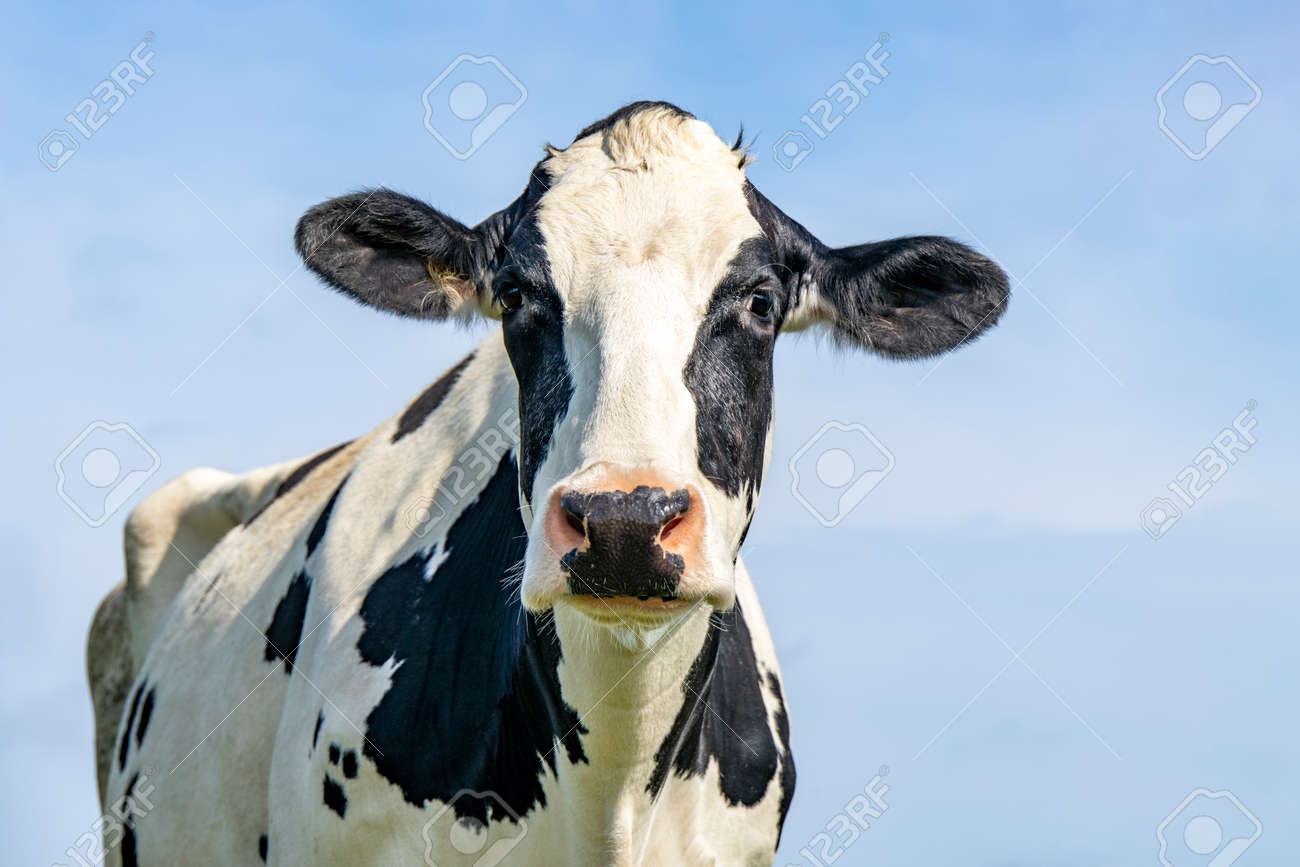 Cow head front view, portrait of a calm bovine, friendly looking, medium shot of a black-and-white cow and a blue sky. - 169229882 Cow head front view, portrait of a calm bovine, friendly looking, medium shot of a black-and-white cow and a blue sky. - 169229882