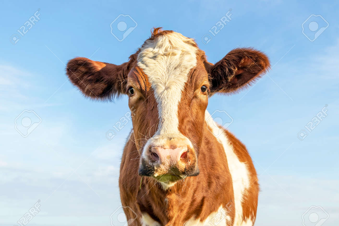 Cow looking cute and calm, red and white head with dreamy eyes friendly expression and pale blue background. - 169229887 Cow looking cute and calm, red and white head with dreamy eyes friendly expression and pale blue background. - 169229887