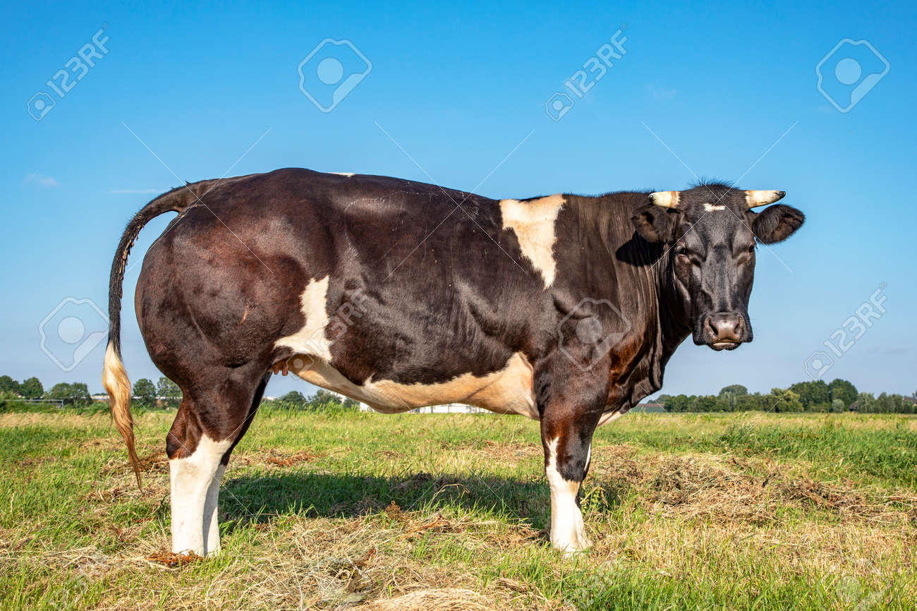 Muscular beef cow, black white and horns, seen from the side, stands in a meadow looking at the camera with a black nose. - 169481629 Muscular beef cow, black white and horns, seen from the side, stands in a meadow looking at the camera with a black nose. - 169481629