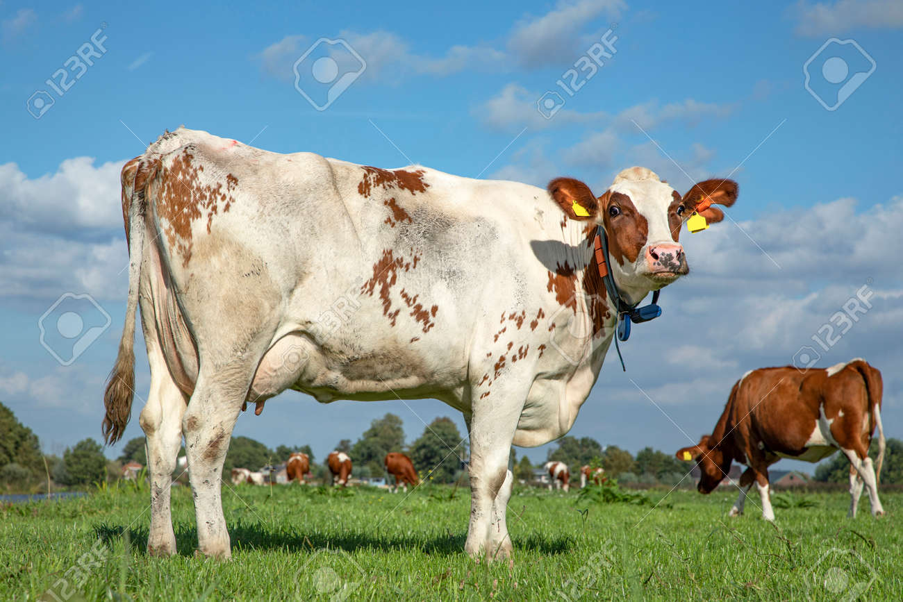 Red brown dairy cow stands in a meadow, fully in focus with blue sky in a field. - 169481642 Red brown dairy cow stands in a meadow, fully in focus with blue sky in a field. - 169481642