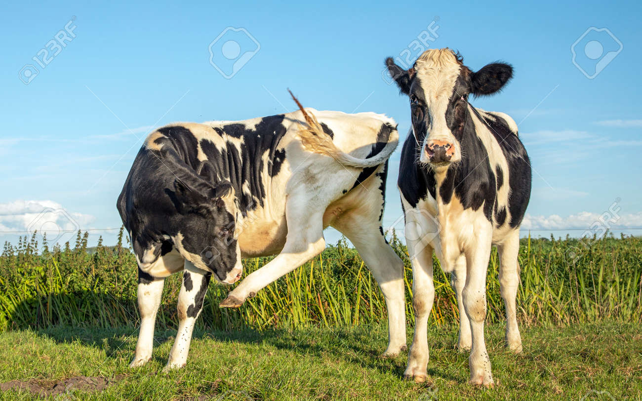 Two black and white cows, frisian holstein, one cow with an itch licking raised hind leg, both standing in a pasture under a blue sky and a straight horizon. - 169481654 Two black and white cows, frisian holstein, one cow with an itch licking raised hind leg, both standing in a pasture under a blue sky and a straight horizon. - 169481654