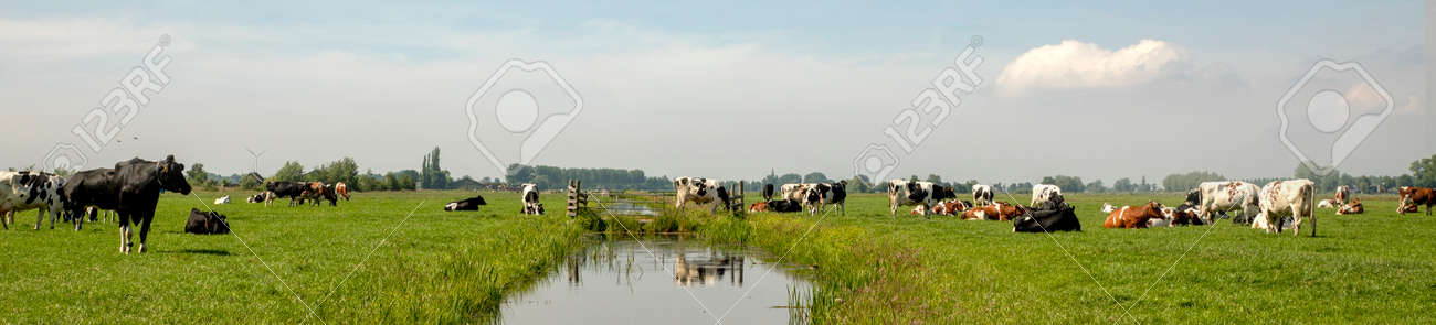 A herd of cows in a meadow with a ditch in the middle and a cow on a bridge reflected in the water under a blue sky, wide view - 169481655 A herd of cows in a meadow with a ditch in the middle and a cow on a bridge reflected in the water under a blue sky, wide view - 169481655